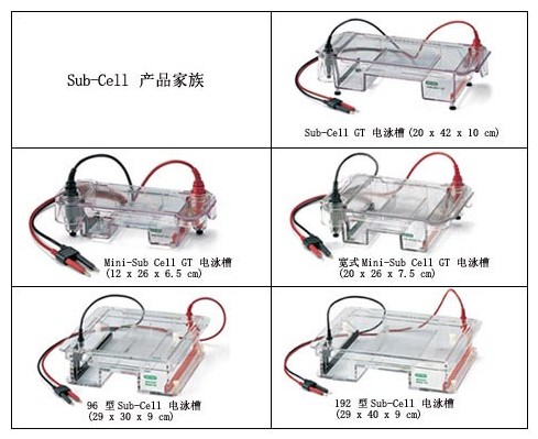 伯樂Sub-Cell係統