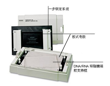 伯樂Trans-Blot SD半幹轉印槽